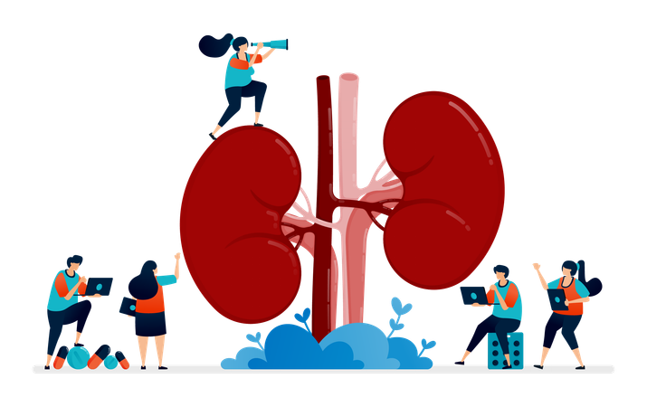 Anatomia do rim para medicina  Ilustração