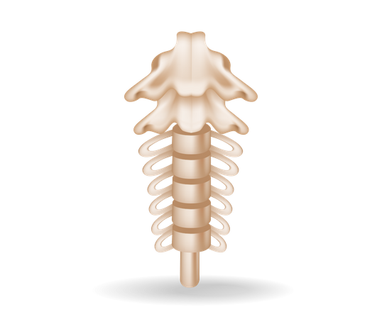 Recorte de anatomía espinal  Ilustración