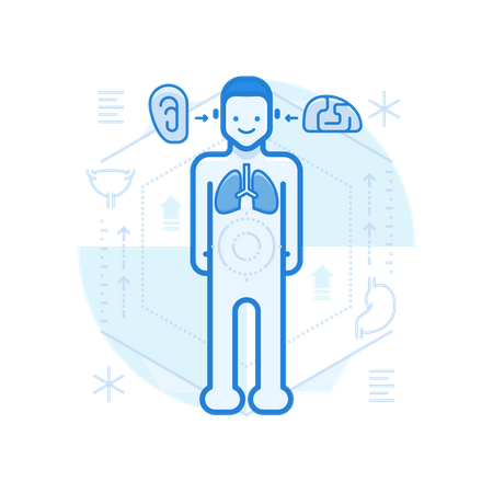 Anatomia humana  Ilustração