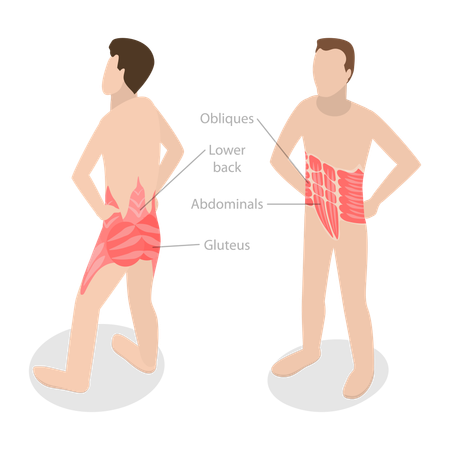 Anatomia do músculo central e esquema educacional rotulado  Ilustração