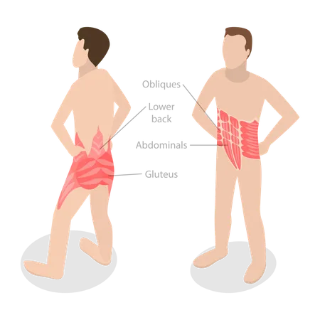 Anatomia do músculo central e esquema educacional rotulado  Ilustração