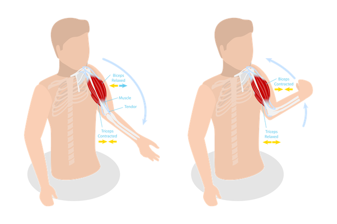 Anatomical Contracted And Relaxed Arm Muscular,  Illustration