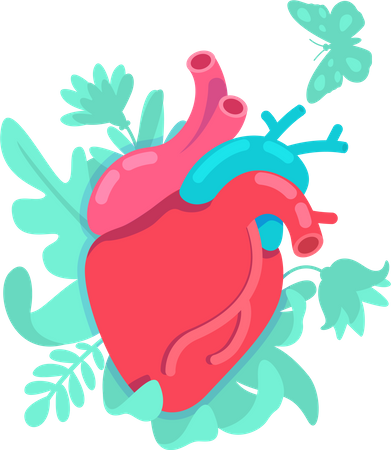 Anatomical heart  Illustration