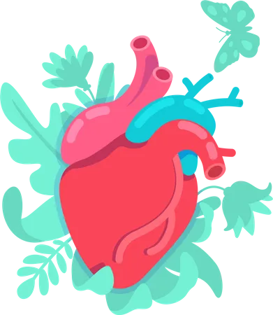 Anatomical heart  Illustration