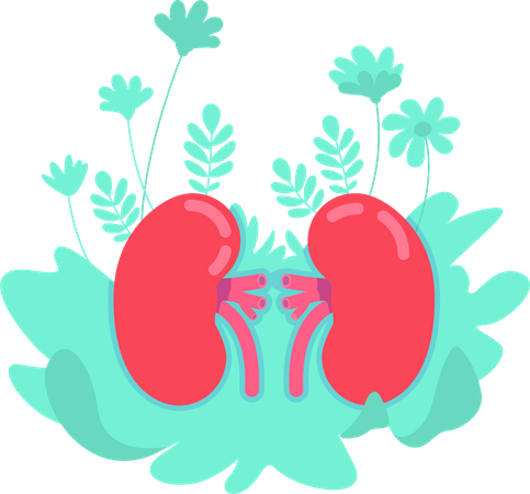 Anatomical kidney Illustration