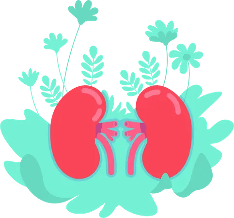 Anatomical kidney  Illustration