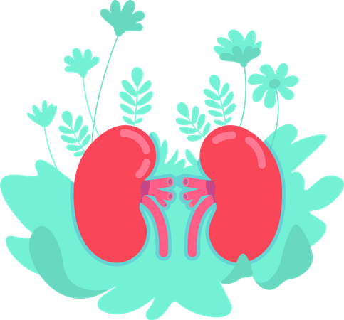 Anatomical kidney  Illustration