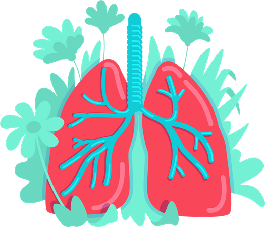 Anatomical lung  Illustration