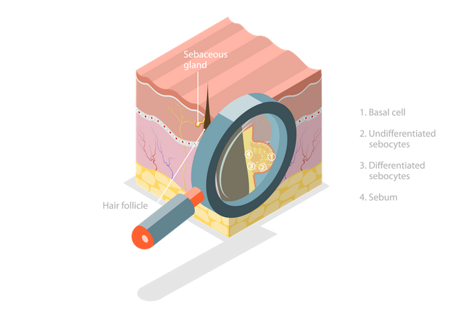 Anatomie de la peau  Illustration