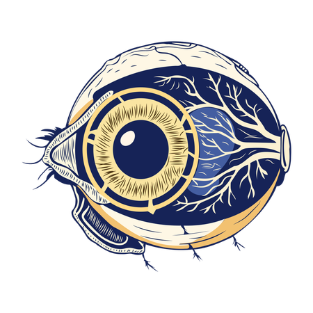 Anatomie des yeux  Illustration