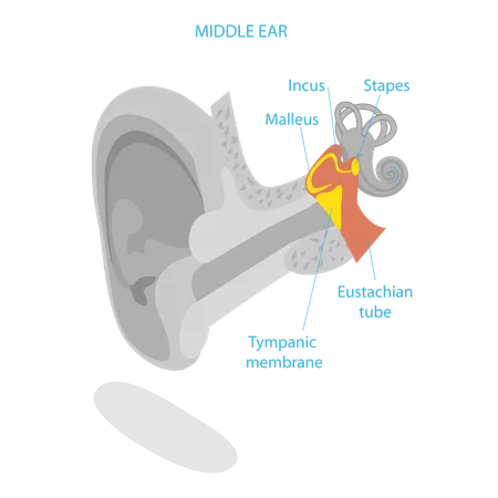 Anatomie de l'oreille humaine  Illustration