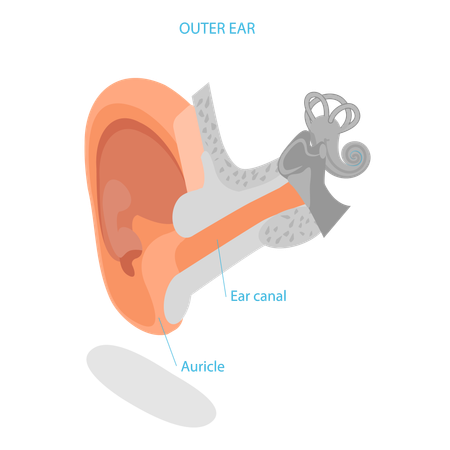 Anatomie de l'oreille humaine  Illustration