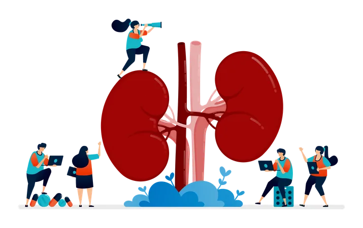 Illustration Design For Kidney Disease And Treatment Anatomy Of The Kidney For Medical Props And Health Education Illustration