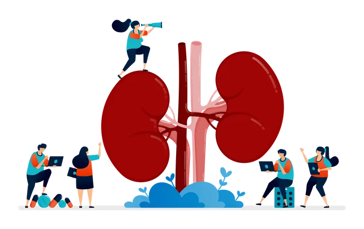 Anatomy Of Kidney For Medical  Illustration