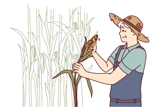 Anciano cosecha maíz  Ilustración