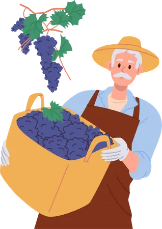 Un agricultor de edad avanzada que sostiene la cosecha de uvas en una cesta de mimbre  Ilustración