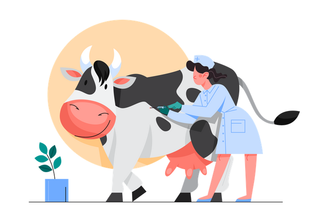 Animal vaccination, Nurse making a vaccine injection to a cow  Illustration