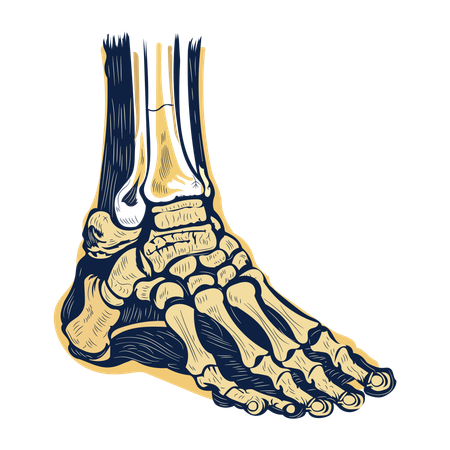 Ankle Bones  Illustration