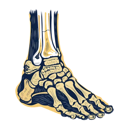 Ankle Bones  Illustration