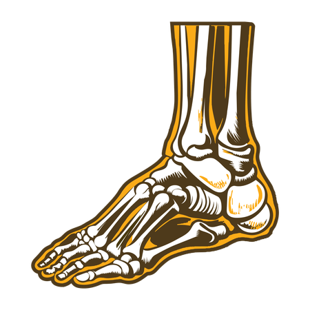 Ankle Joint  Illustration