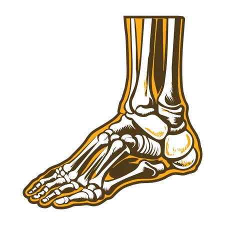 Ankle Joint  Illustration