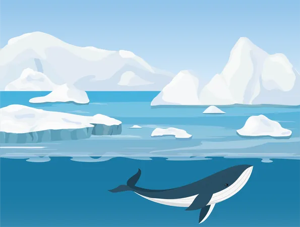 Antarctica whale  イラスト