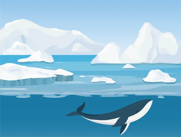 Baleine de l'Antarctique  Illustration