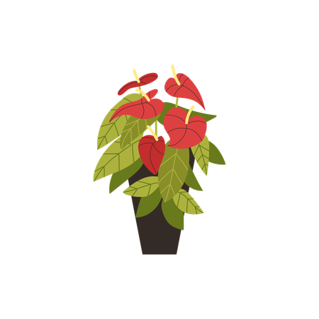 Anthurium in a dark pot as home decor  Illustration