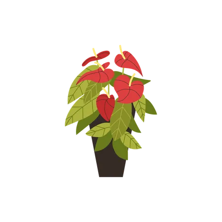 Anthurium in a dark pot as home decor  Illustration