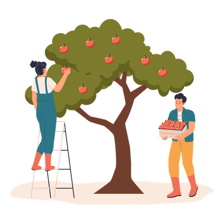 Apple Picking by Farmers  Illustration