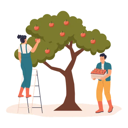 Apple Picking by Farmers  Illustration