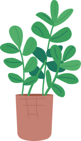 Arbre dollar en pot  Illustration