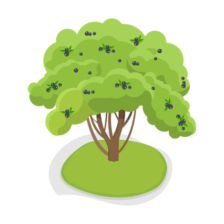 Arbre fruitier  Illustration