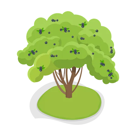 Arbre fruitier  Illustration