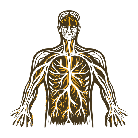 Arteries  Illustration