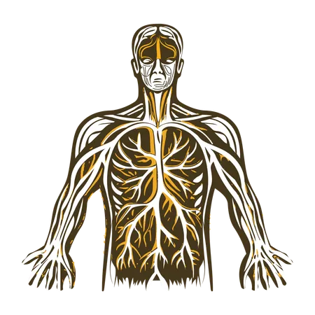 Arteries  Illustration