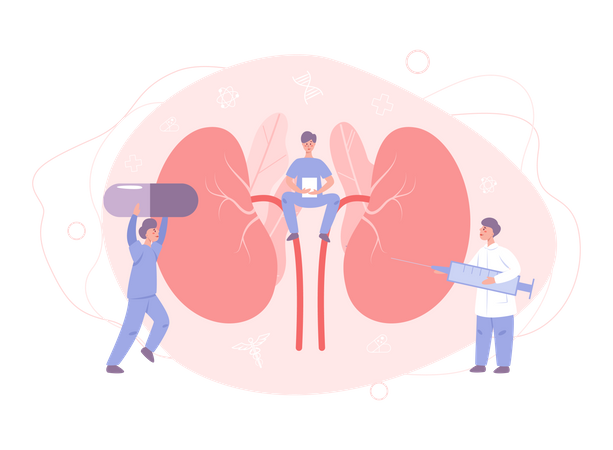 Arzt macht Nierenuntersuchung  Illustration
