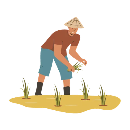 Asian farmer grows rice  Illustration