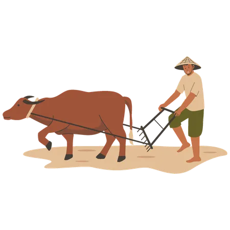Asian Farmer Plowing Rice Field With Buffalo Illustration