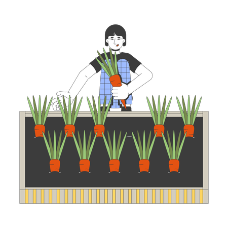 Asian woman harvesting fresh carrots from raised garden bed  Illustration