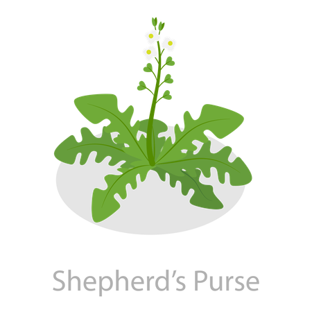 Astringent Herbs  Illustration