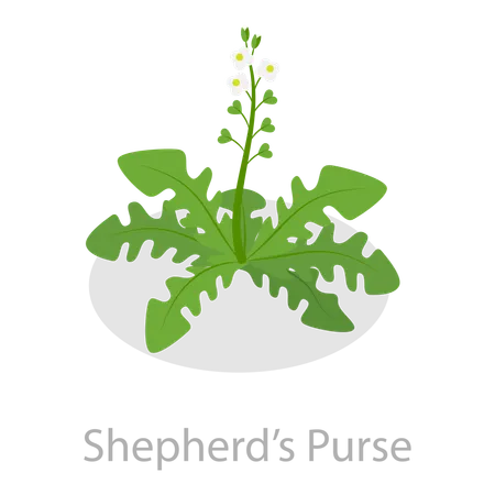 Astringent Herbs  Illustration