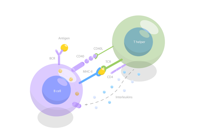 Ativação de células B dependente de Tcell  Ilustração