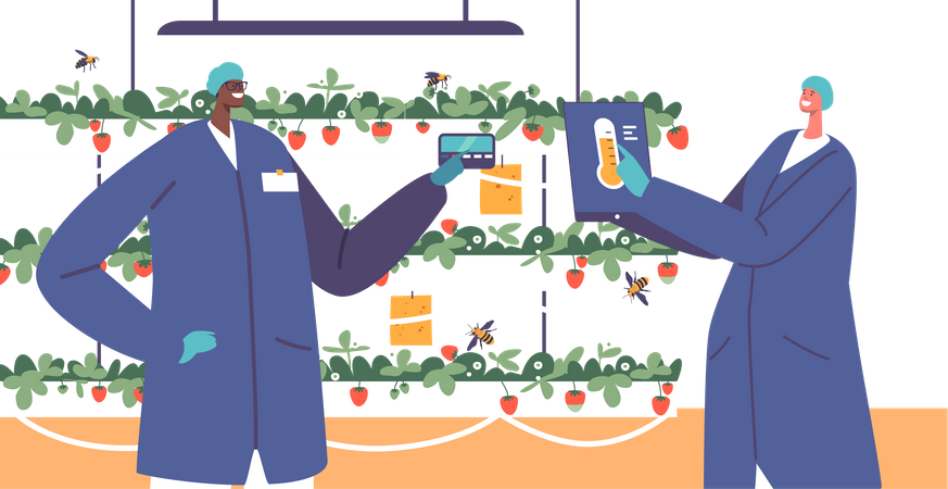 Automação da produção de morango no jardim  Ilustração