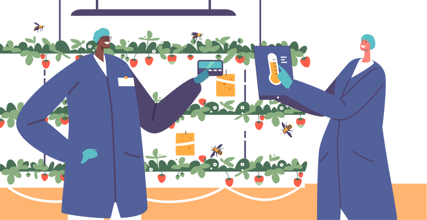 Automatisation de la production de fraises dans le jardin  Illustration