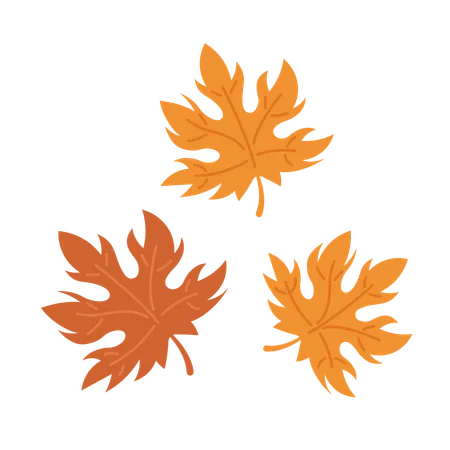 Autumnal maple leaves  Illustration