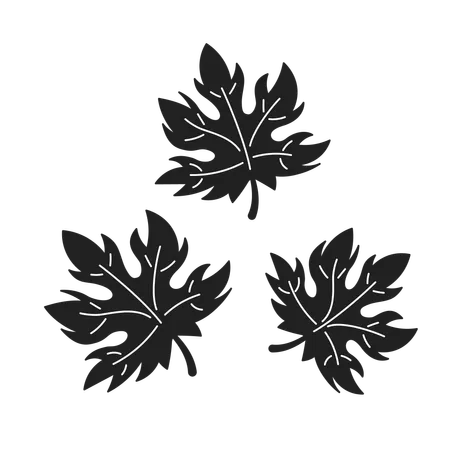 Autumnal maple leaves  Illustration