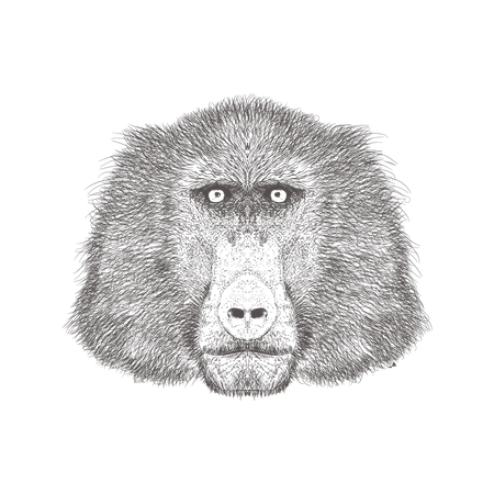 Baboon  Illustration