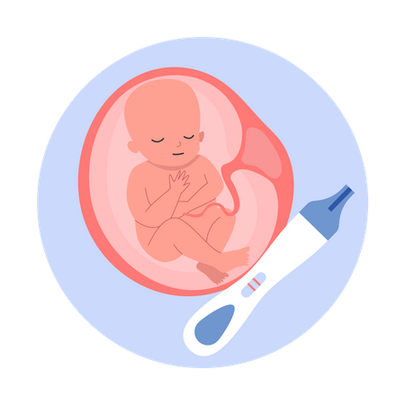 Baby in womb Illustration