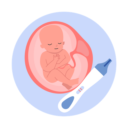 Baby in womb  Illustration